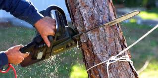 How Our Tree Care Process Works  in  Burnt Mills, MD