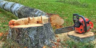Best Firewood Processing and Delivery  in Burnt Mills, MD