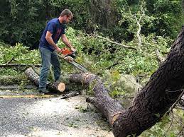 Best Tree Risk Assessment  in Burnt Mills, MD