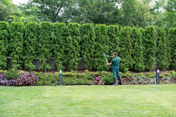 Lawn Watering Services in Burnt Mills, MD