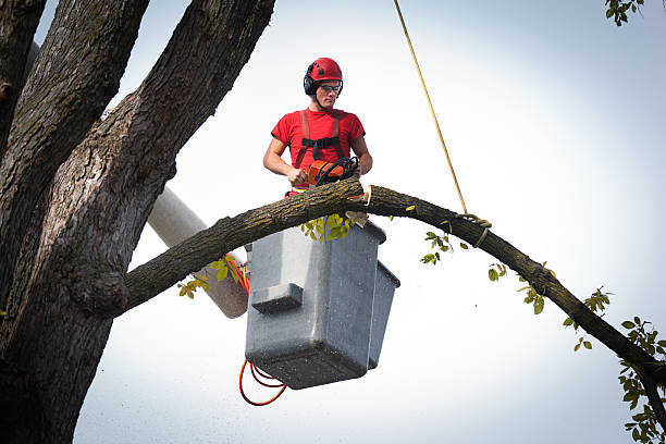 Best Tree Preservation Services  in Burnt Mills, MD