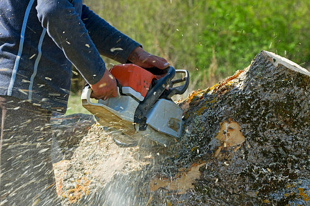 Best Hazardous Tree Removal  in Burnt Mills, MD