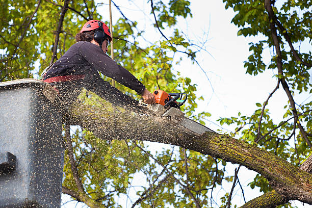 Best Tree Mulching  in Burnt Mills, MD