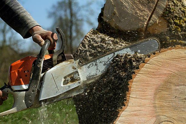 Best Fruit Tree Pruning  in Burnt Mills, MD