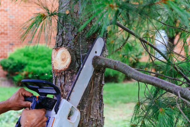 Best Tree Health Inspection  in Burnt Mills, MD